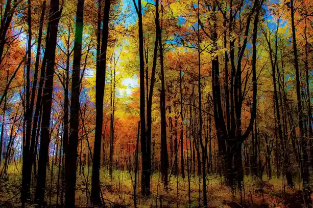 Exploring the Tranquility of the Forest