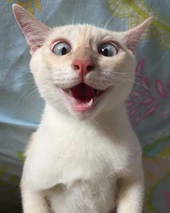 A close-up photo of a light-colored cat with wide, bulging eyes and an open mouth showing teeth, looking surprised or…