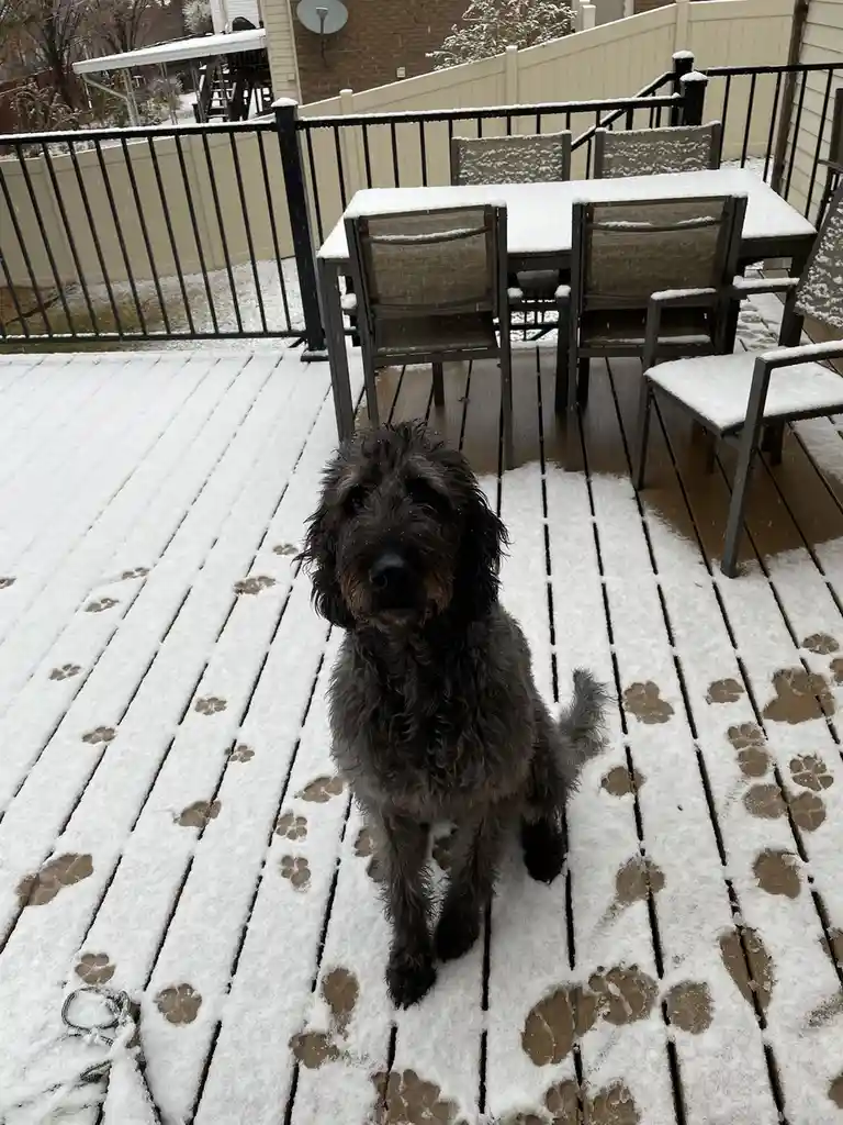 A shaggy, dark gray dog sits on a snow-covered wooden deck, looking directly at the camera with a slightly apprehensive…