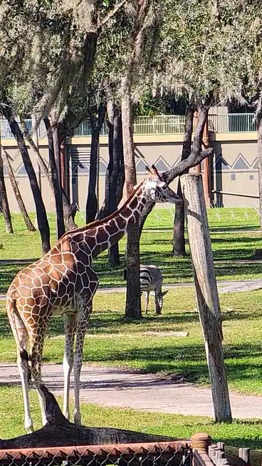 A giraffe stands in a grassy enclosure with trees, its head turned toward a zebra partially hidden behind a tree trunk in…