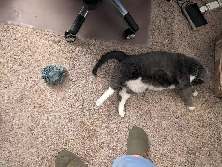 A gray and white cat lies on a beige carpet, seemingly ignoring a blue crumpled fabric ball nearby, while the perspective…