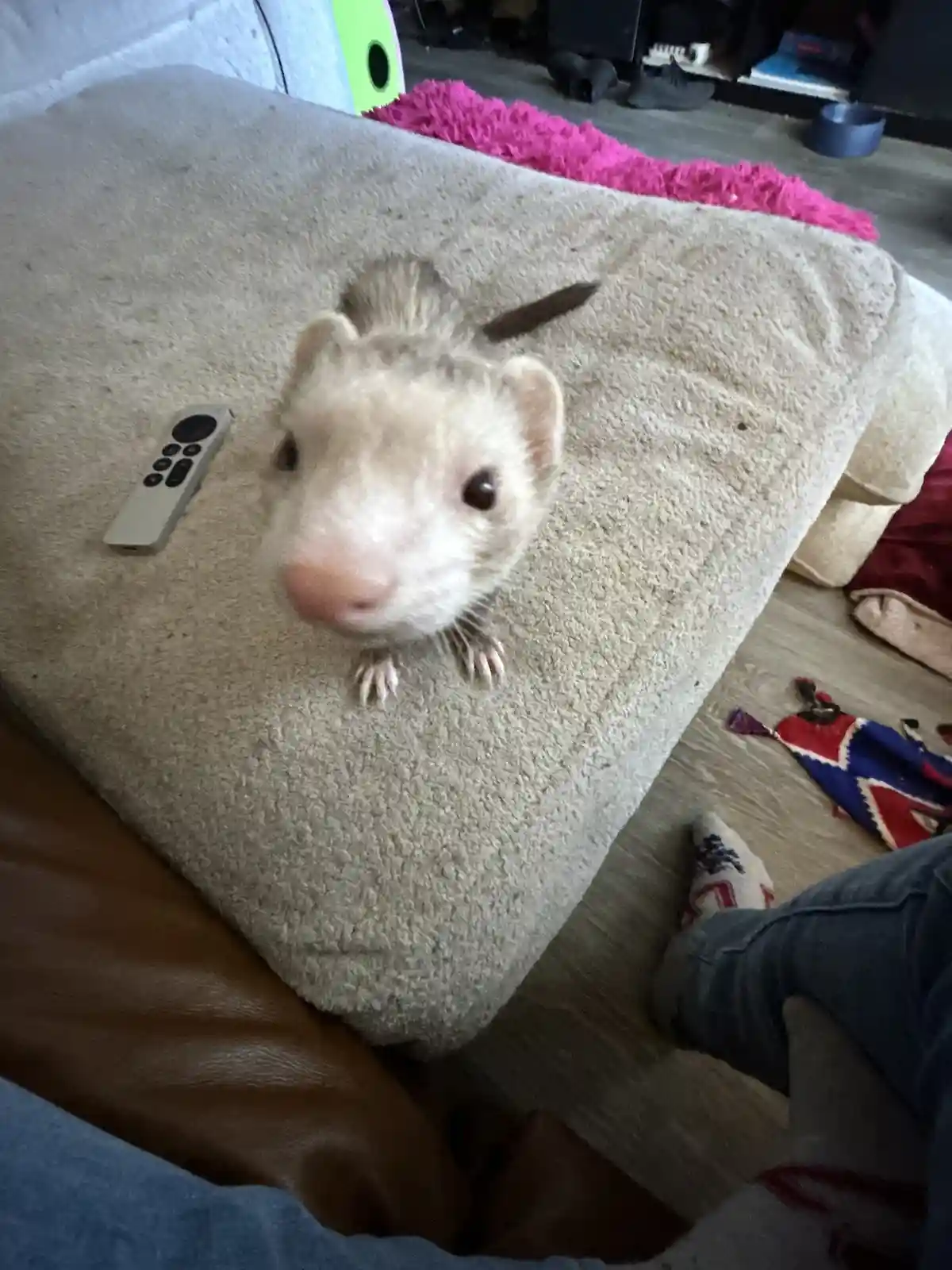 A close-up photo shows a light-colored ferret with dark eyes and a pink nose peeking over the edge of a beige couch cushion…