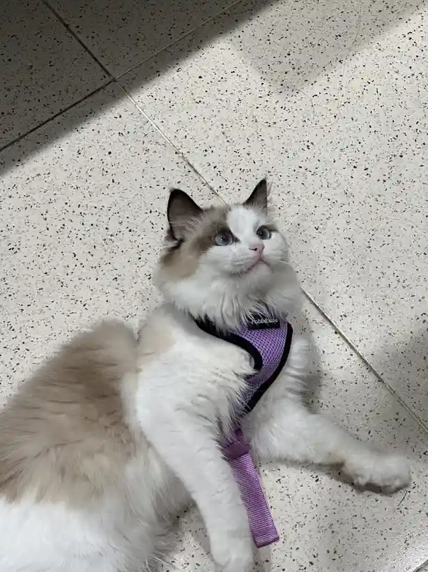 A fluffy, long-haired cat with blue eyes and a white and light brown coat is lying on a speckled tiled floor, wearing a…