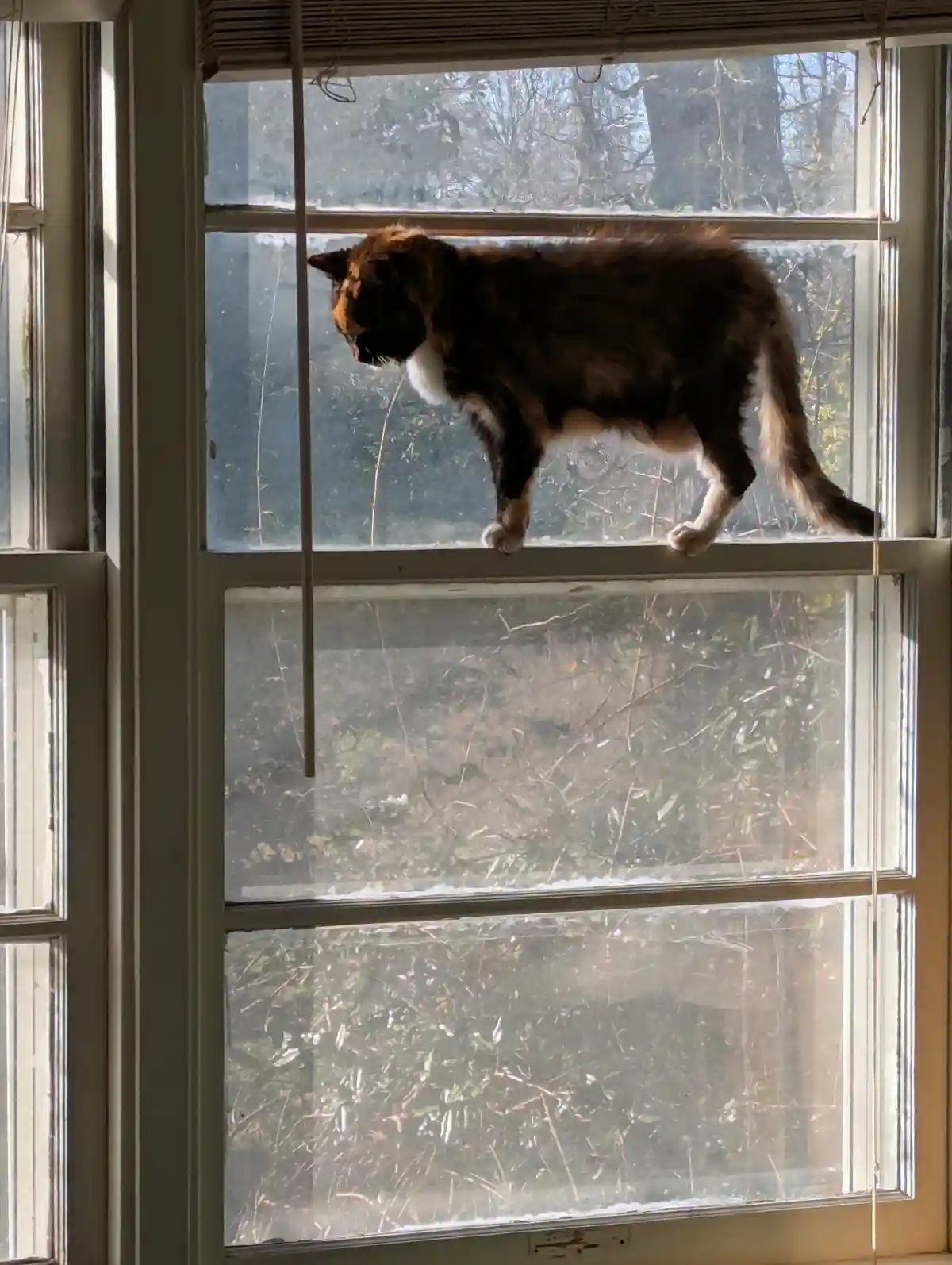 A fluffy calico cat with white paws and chest is standing on the top sill of a multi-paned window, looking out at bare trees…