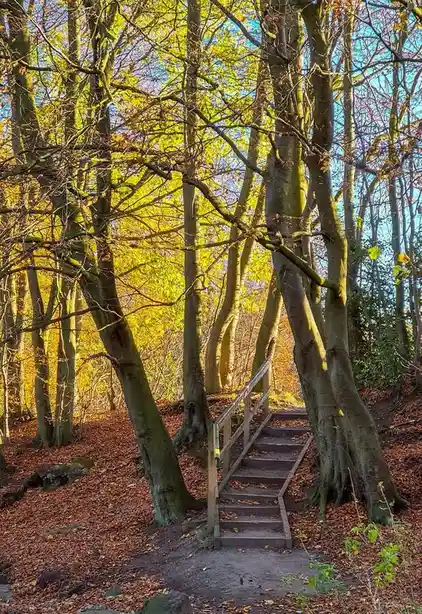 Nature's Giants: The Majestic Trees