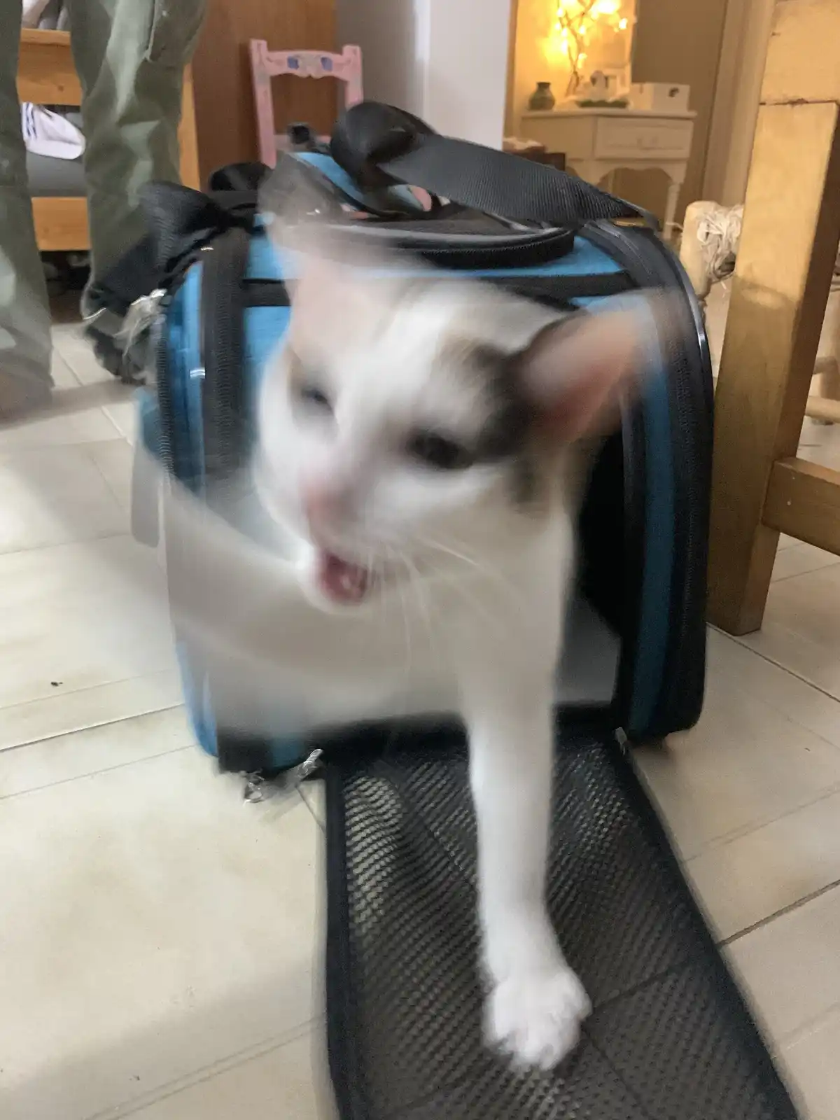 A white and gray cat with its mouth open in a hiss or meow is captured in motion blur as it emerges from a blue and black…