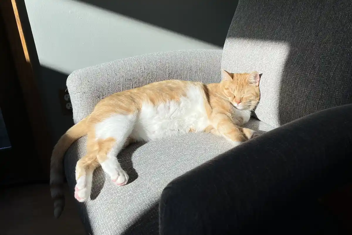 An orange and white cat is sleeping soundly on a gray fabric armchair, bathed in sunlight streaming from a window. The cat's…