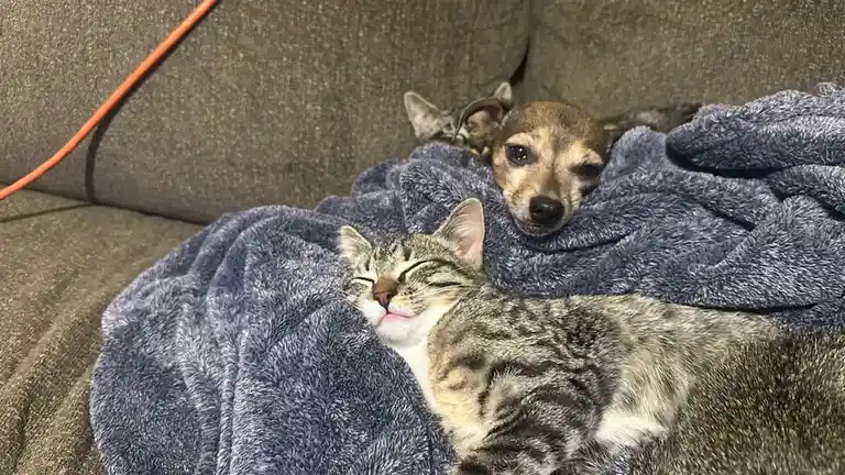 A tabby cat sleeps peacefully under a blue blanket on a couch, while a small brown dog and another cat peek out from behind…
