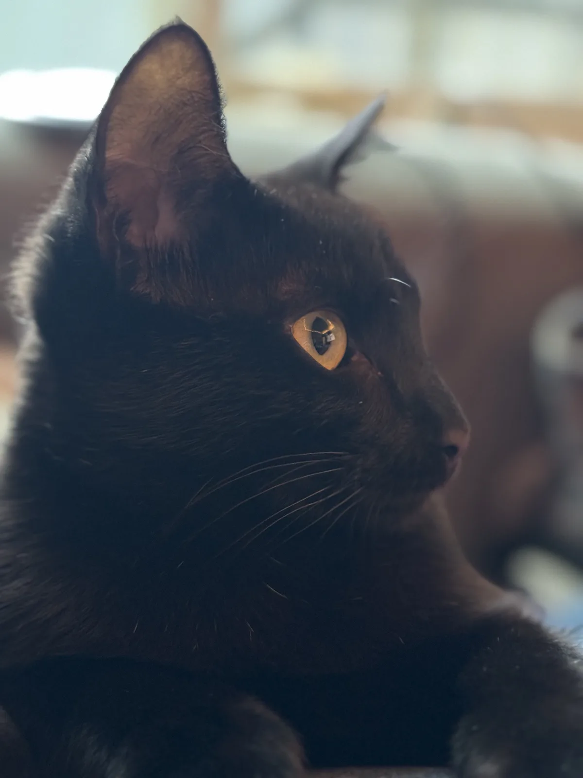 A close-up photo of a black cat looking off to the side with one ear slightly back and its golden eye reflecting light. The…