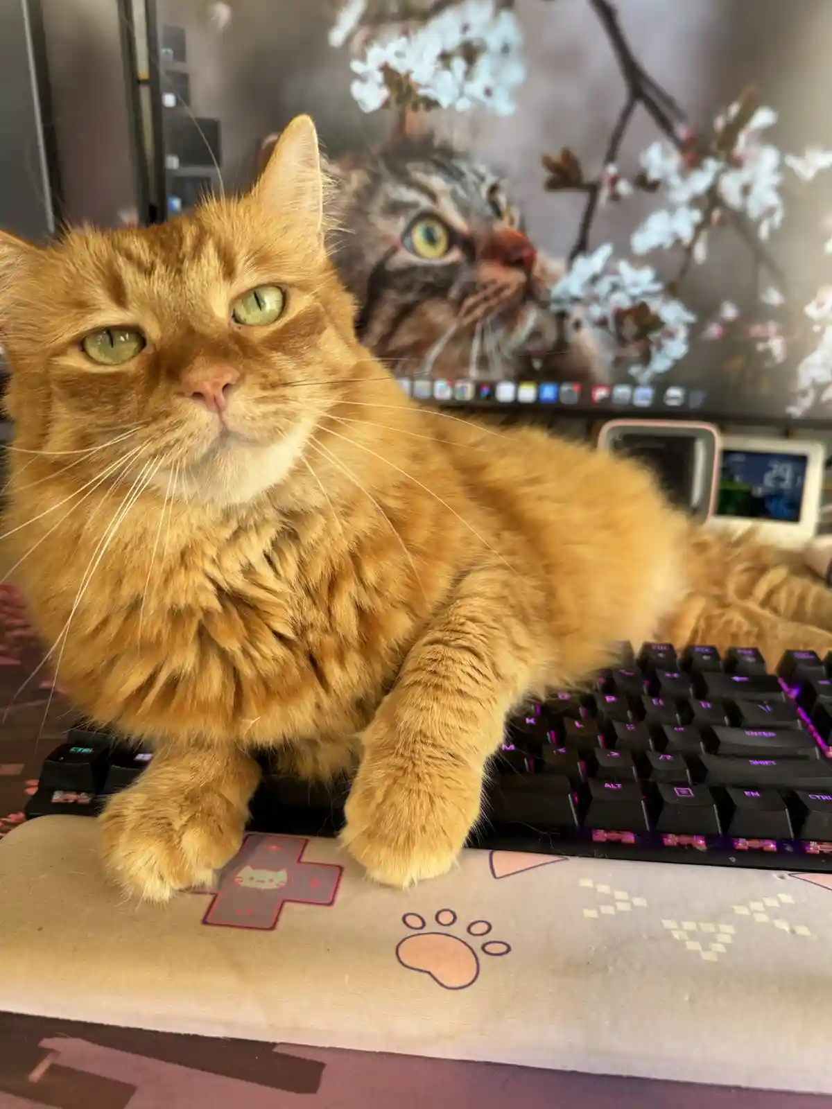 A fluffy orange tabby cat lounges on a keyboard with paws resting on a gaming-style mousepad, looking directly at the camera…