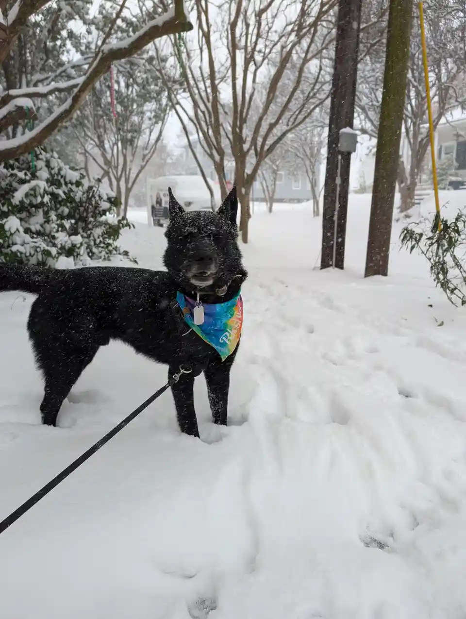 A black dog stands in deep snow during a snowfall, wearing a colorful rainbow bandana with the name 'Riksha' visible…