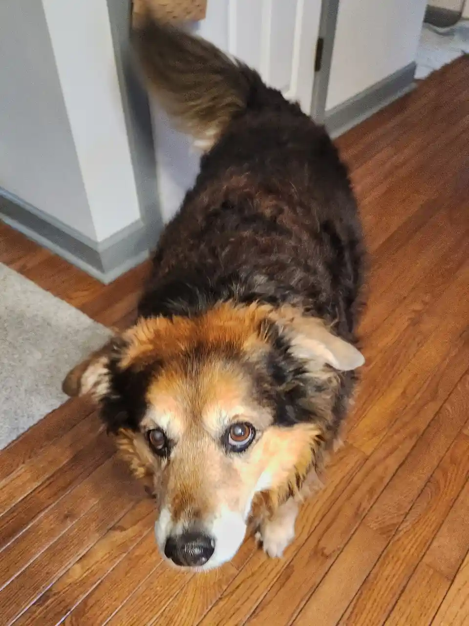 A fluffy brown and tan dog with a sad, pleading expression looks up at the camera from a wooden floor, its tail wagging…