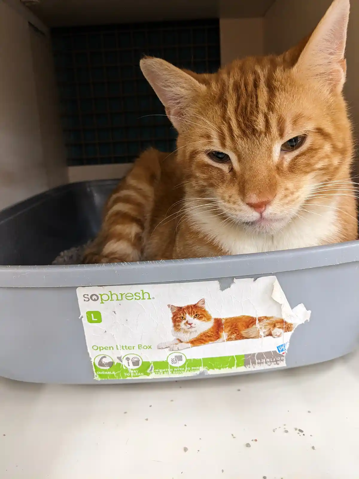 Looks like this litter box comes with a cat included!