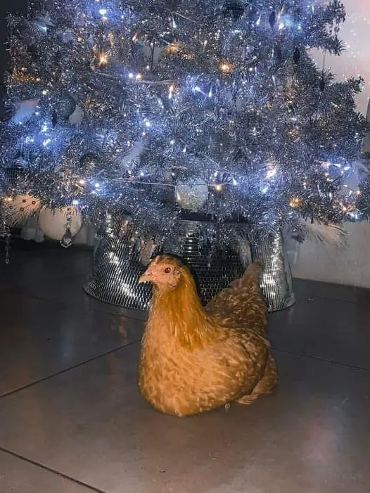 Meet the House Chicken: The Feathered Family Member!