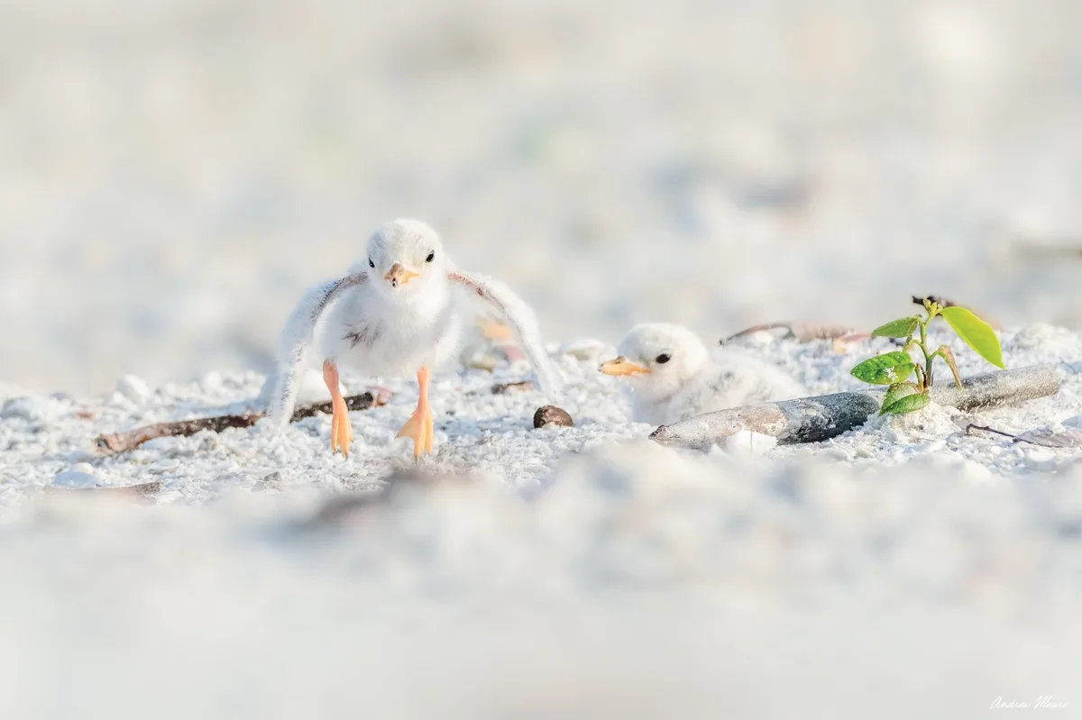 Two fluffy white baby birds stand on light-colored sand with small twigs and a green sprout nearby. The bird in the…