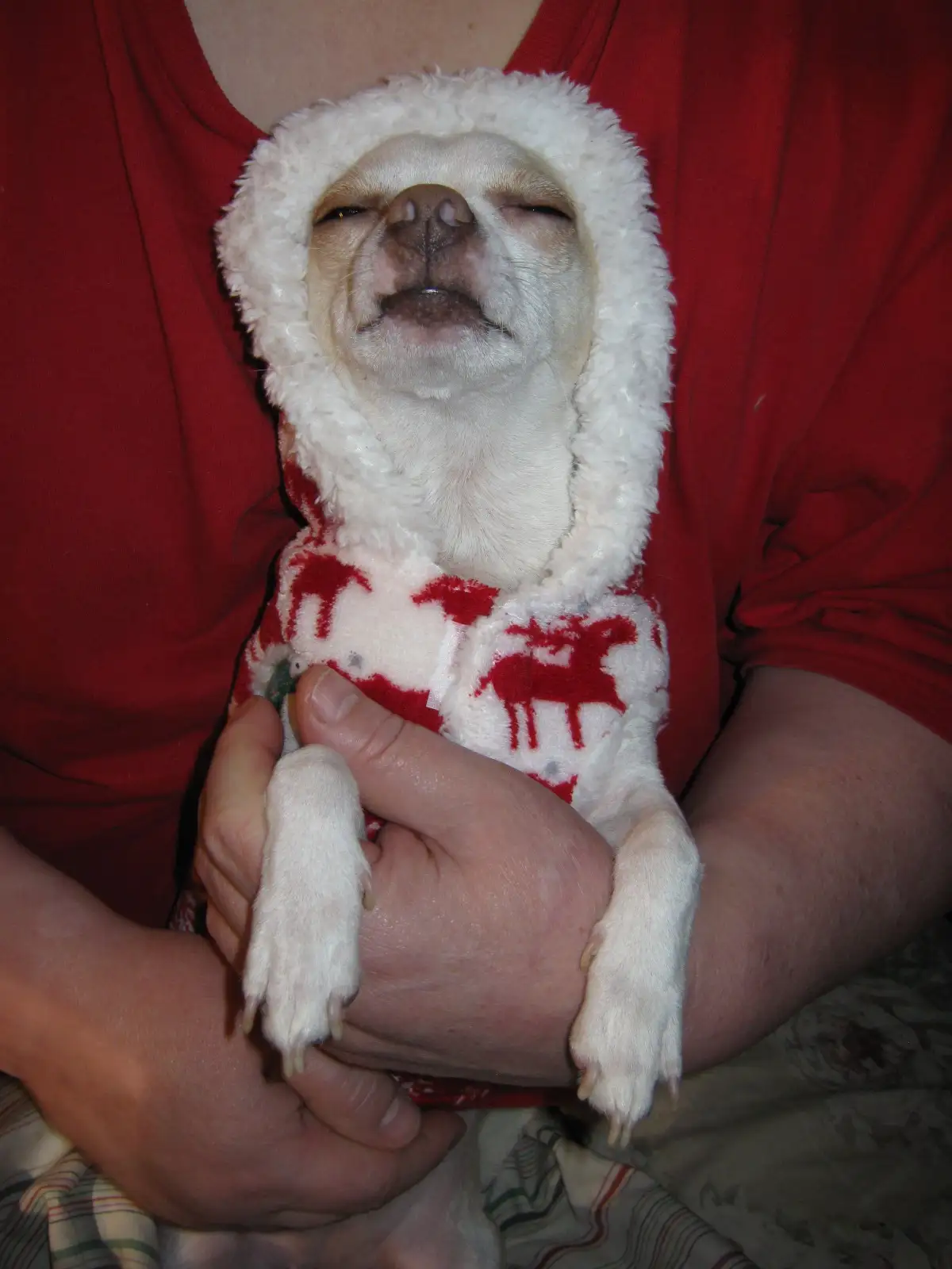 A small, light-colored dog is being held by a person wearing a red shirt, dressed in a white fuzzy hooded sweater with red…