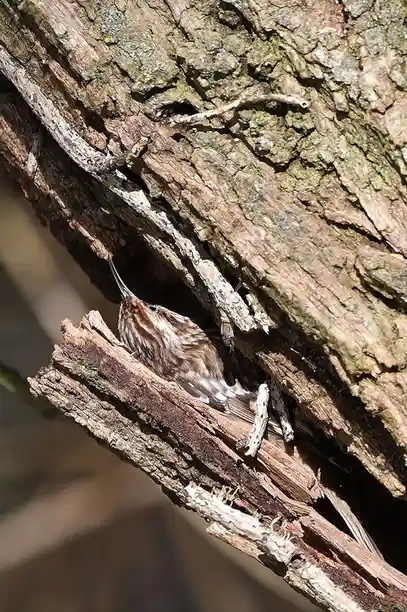 A small brown and white bird with a long, thin beak is clinging to the rough, textured bark of a tree trunk, appearing to be…