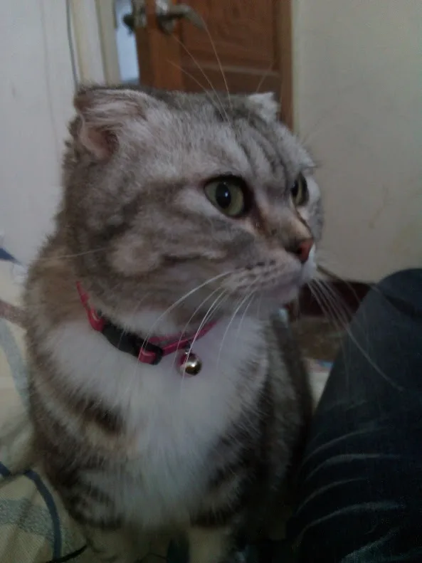 Adorable Feline Antics