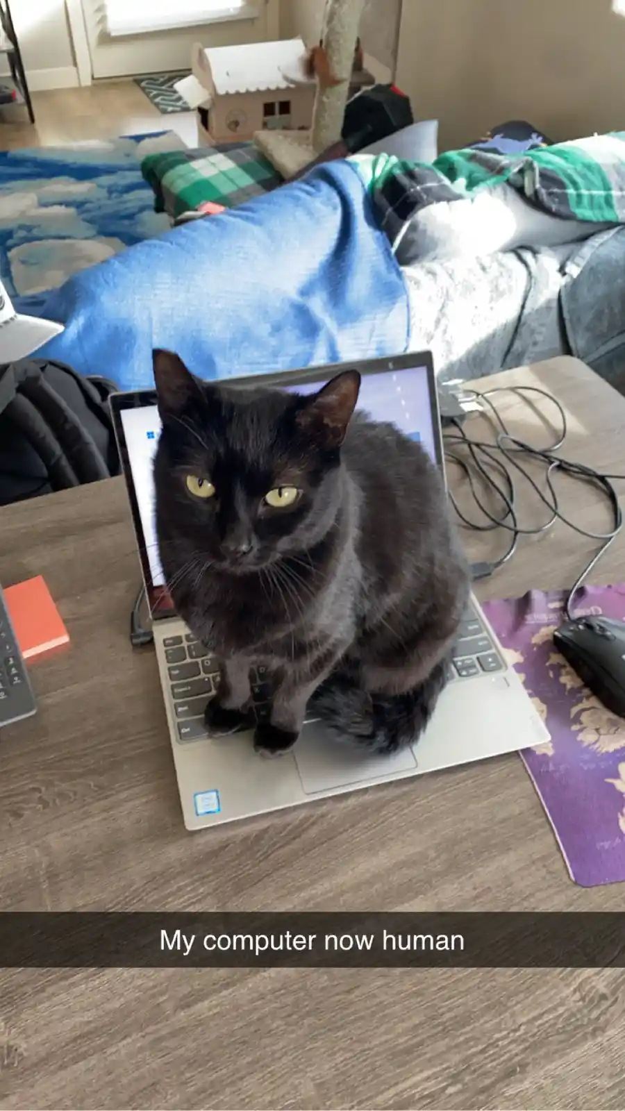 A black cat sits atop a silver laptop keyboard on a wooden desk, looking directly at the camera with yellow eyes. The laptop…