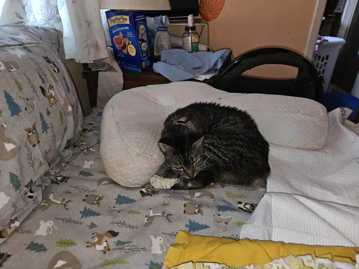 A dark tabby cat is curled up and sleeping on a bed with a woodland animal patterned comforter. The cat is resting on a…