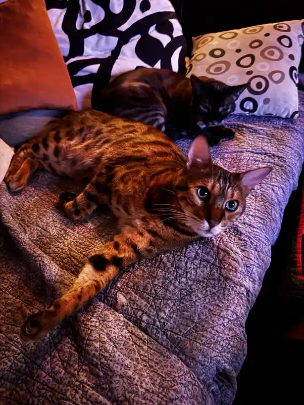 Two cats are lounging on a bed with patterned pillows and a quilted blanket; the foreground cat has striking blue eyes and…
