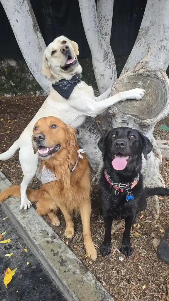 Three dogs—a yellow lab, a golden retriever, and a black lab—are posing together outdoors near a tree. The yellow lab is…