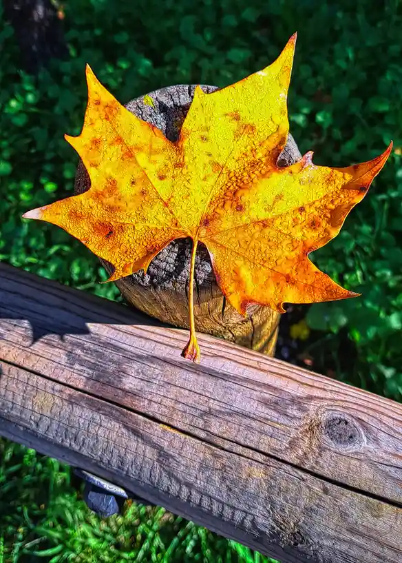 A vibrant yellow-orange maple leaf with water droplets rests on a weathered wooden bench, partially covering a dark wooden…