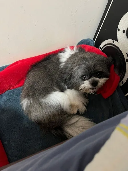 A small, fluffy gray and white dog with large, sad eyes is curled up on a red blanket draped over a dark blue couch. Behind…