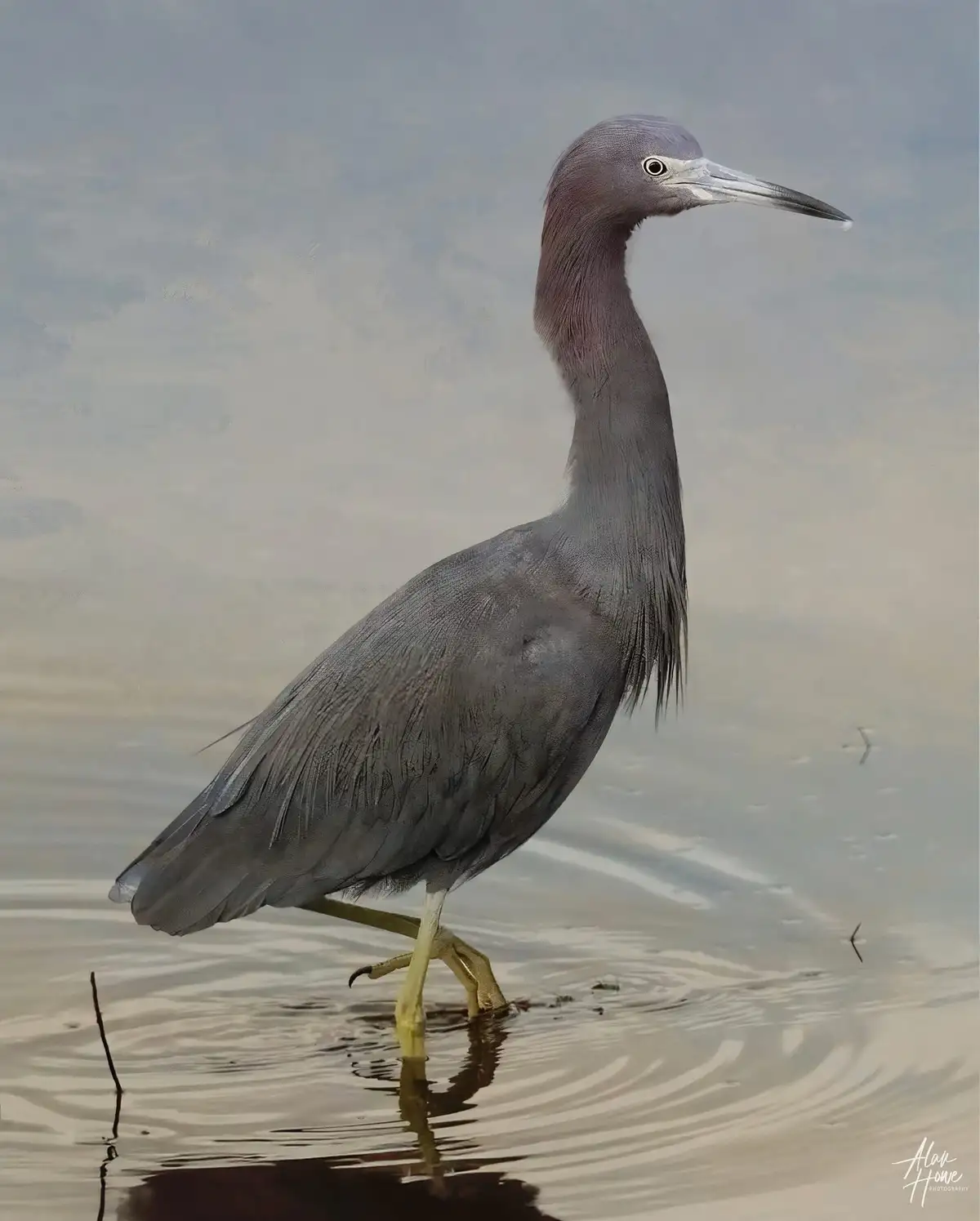 A grey heron stands in shallow water, its long neck and legs visible, with a calm, slightly cloudy sky in the background…