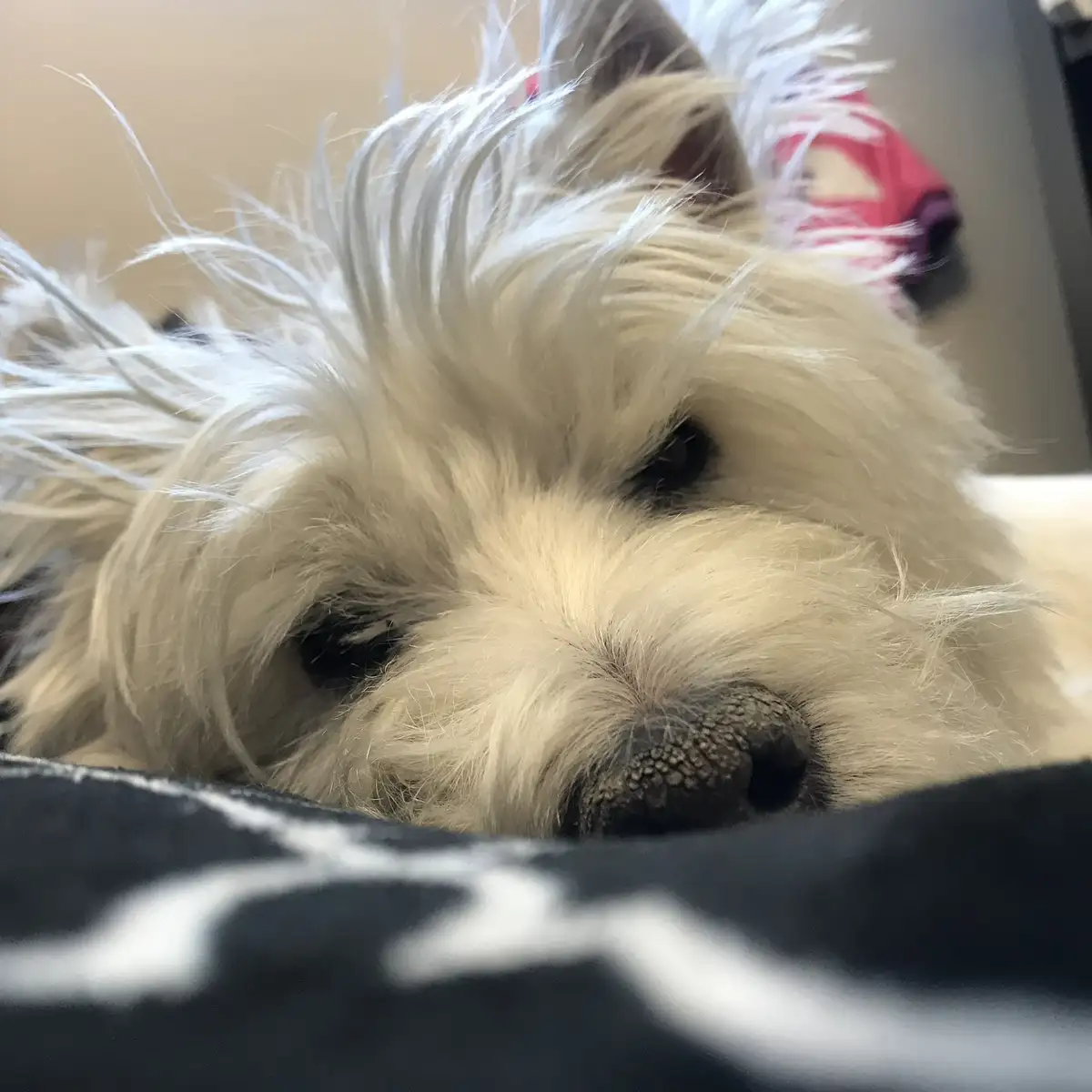A close-up photo of a fluffy white dog with messy fur resting its head on a black and white patterned blanket, looking…