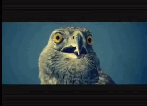 The image shows a sequence of six close-up frames of a bird of prey, likely a hawk or eagle, with wide yellow eyes and an…