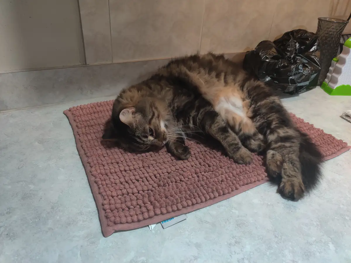 A fluffy brown tabby cat is lying on its side on a pink textured rug, exposing its belly and looking relaxed. The cat is…