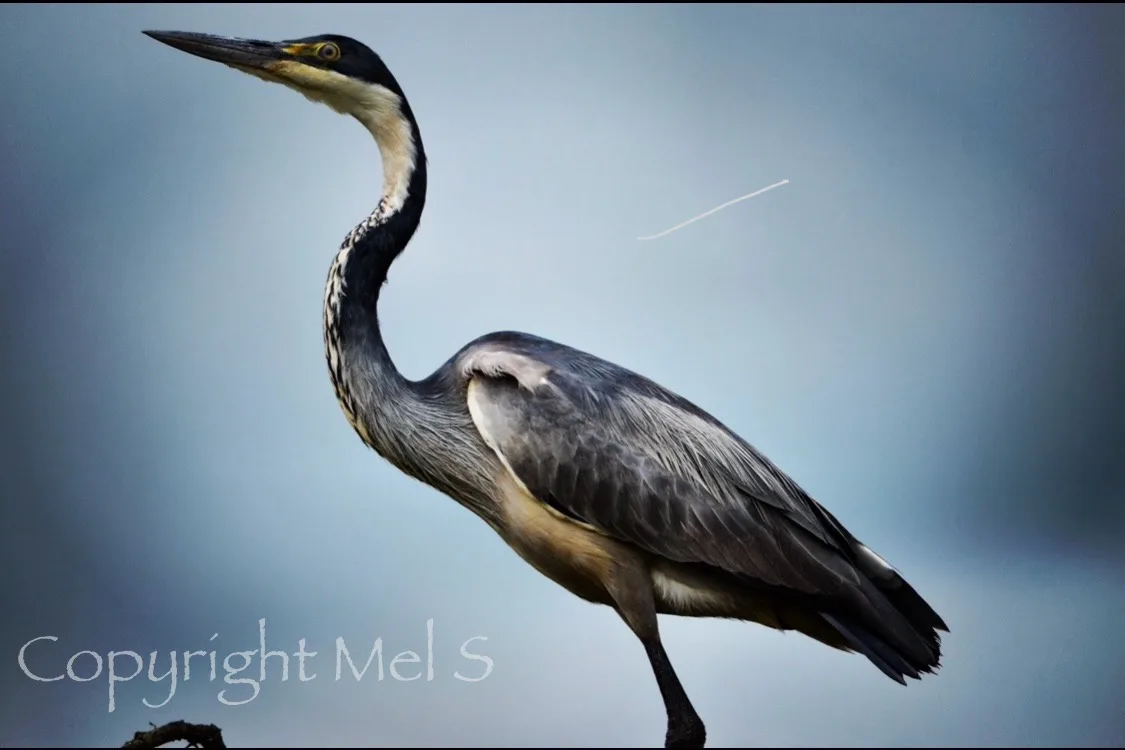 A close-up photograph of a grey heron standing on one leg against a blurred blue-grey background, with a faint white line…