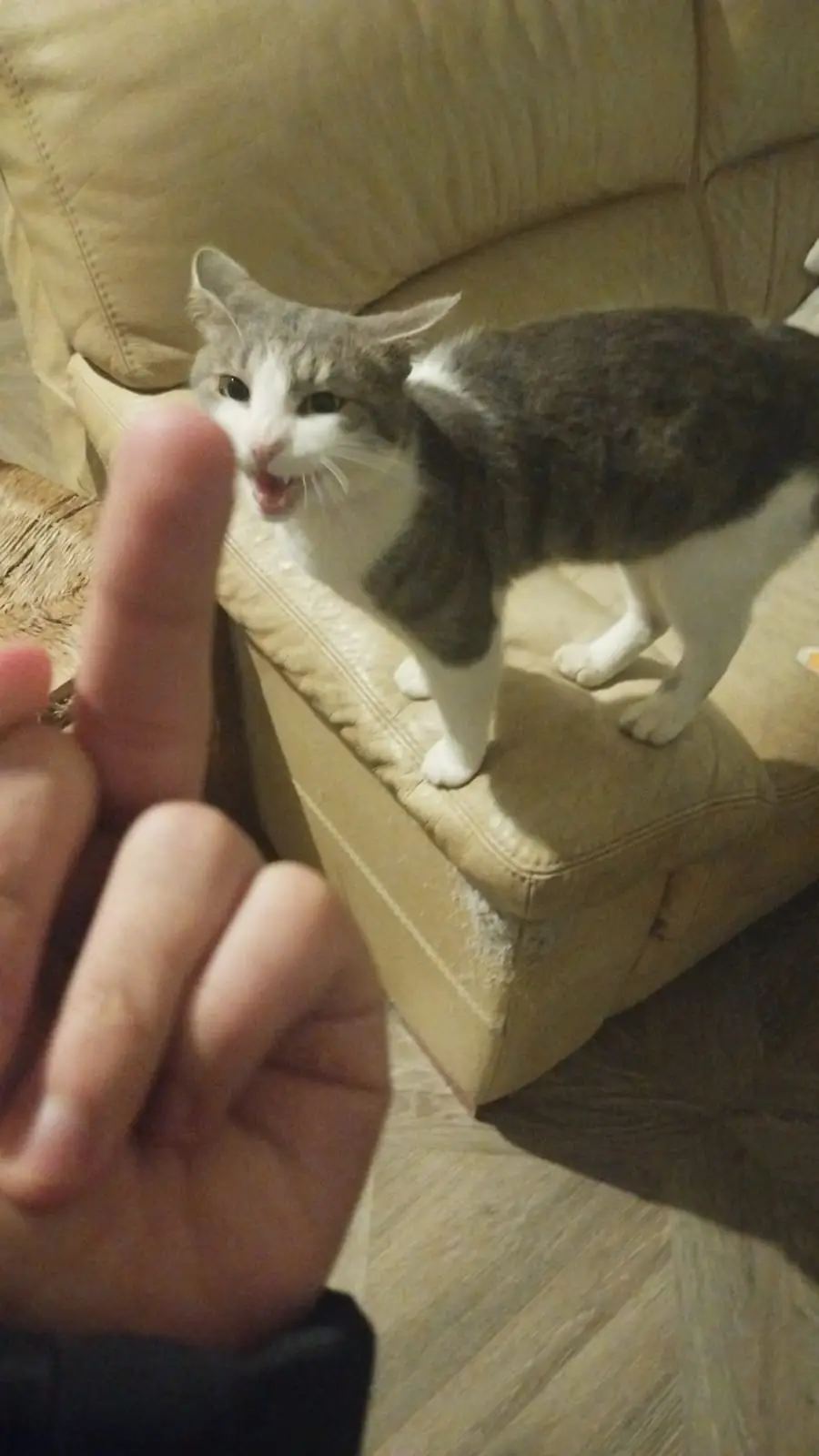 A gray and white cat stands on a tan leather couch, mouth open in a snarl or hiss, facing a human hand in the foreground…