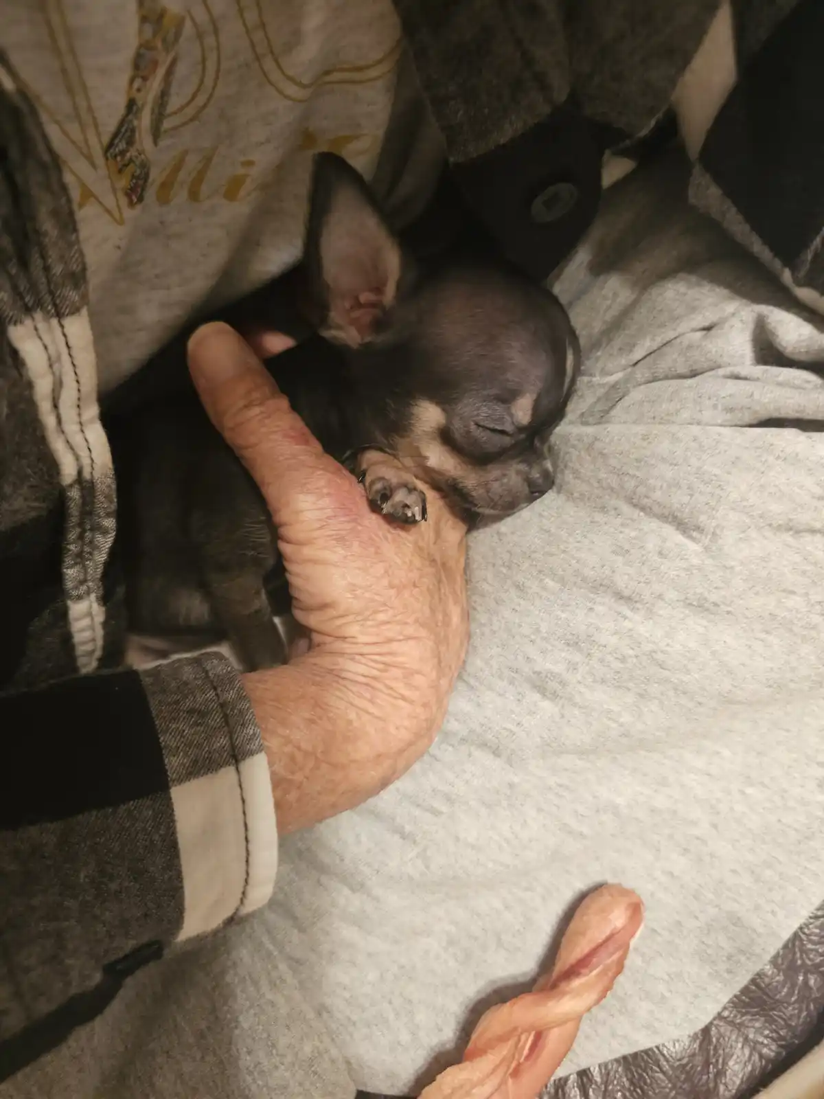 A tiny, dark-furred puppy with closed eyes is sleeping peacefully while curled up on a person's hand, which rests on a grey…