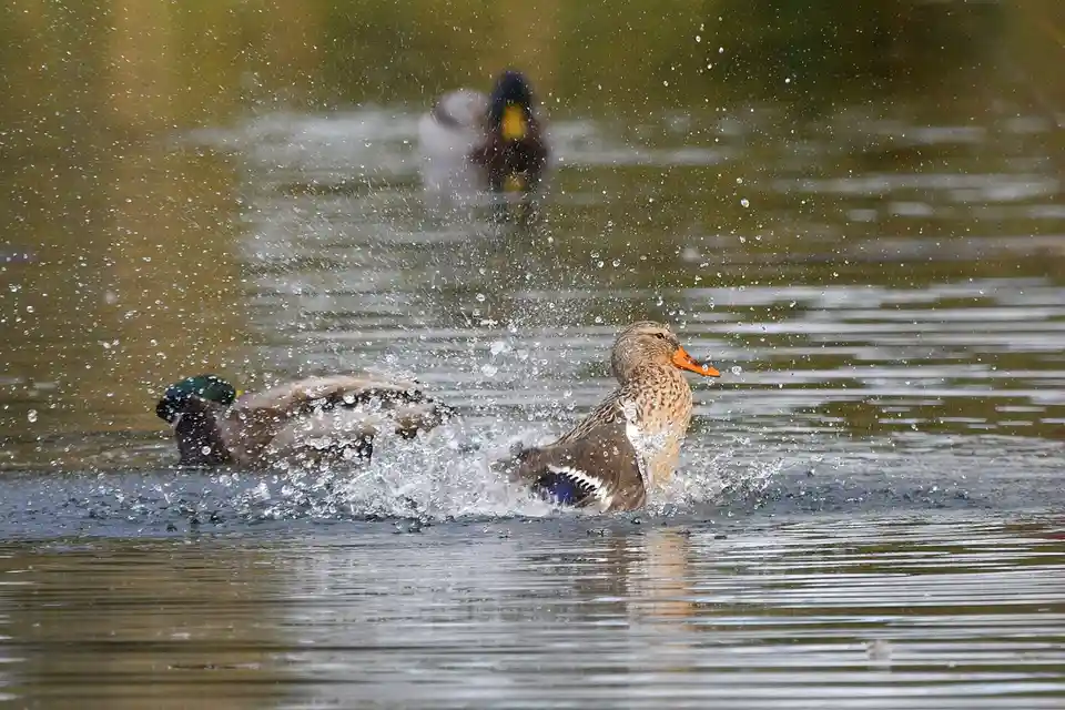 A male mallard duck with a green head is seen splashing vigorously in water, creating a large spray, while a female mallard…