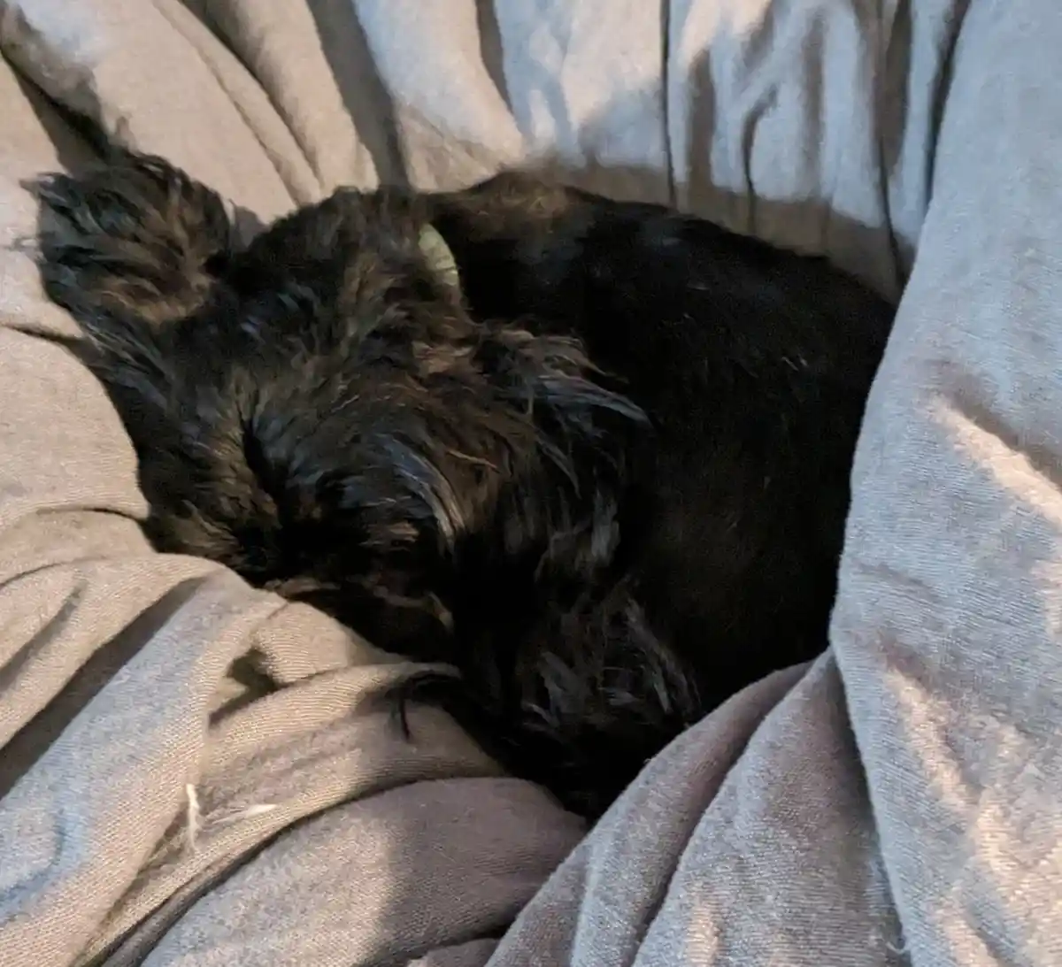 A small black dog with shaggy fur is curled up and sleeping soundly on a rumpled gray blanket. The dog's face is mostly…
