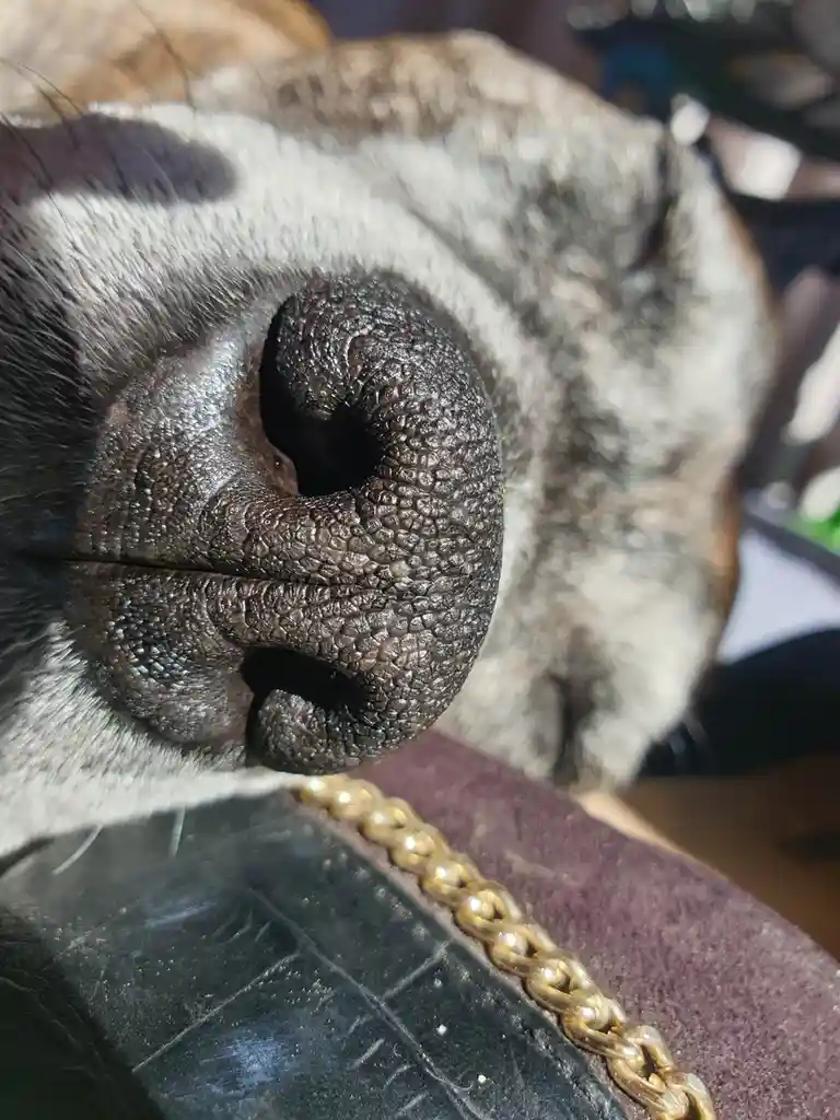 A close-up photo shows a dog's dark, textured nose resting on a black leather surface with a gold chain draped over it. The…