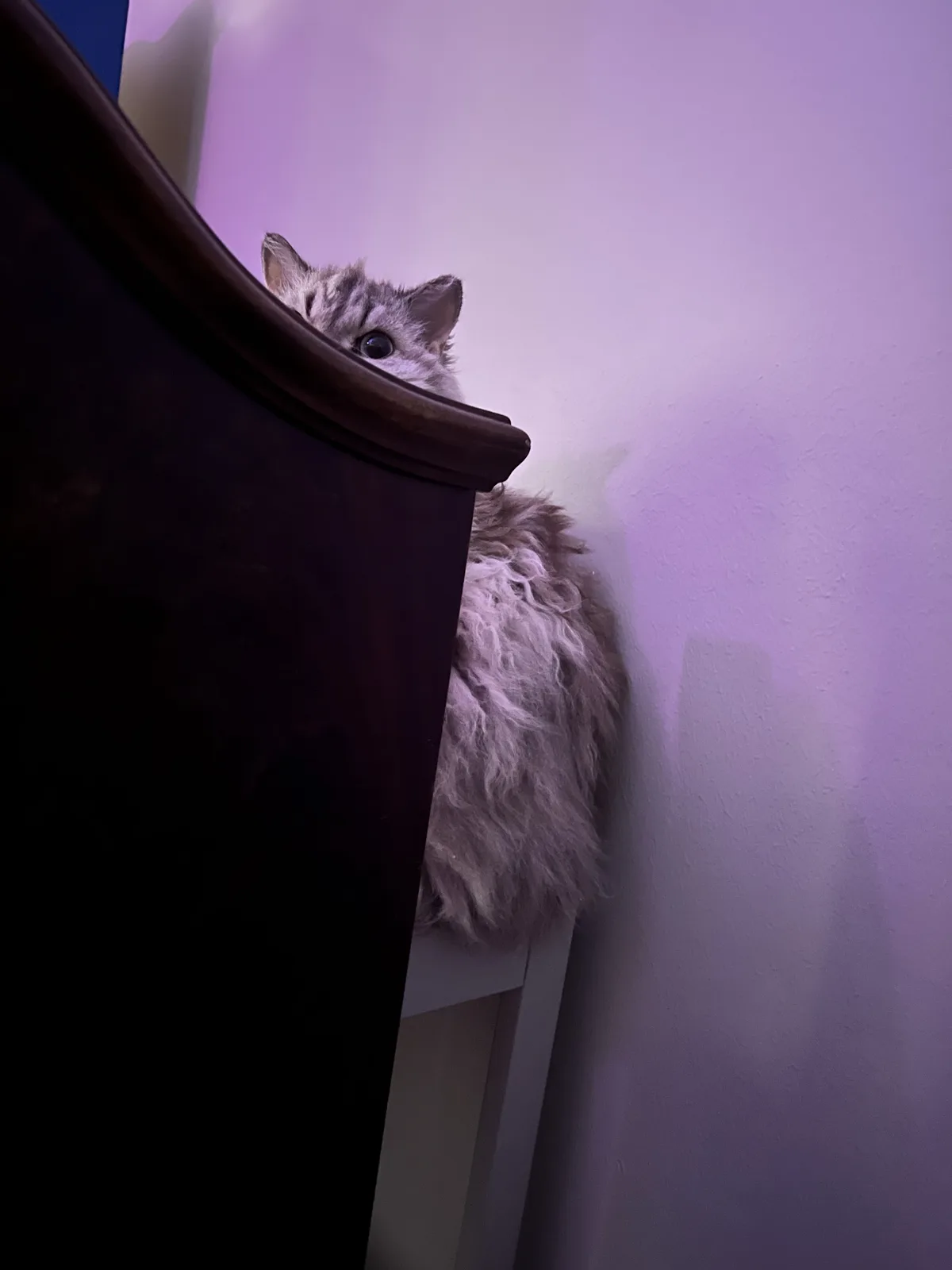 A fluffy gray tabby cat peeks over the top of a dark wooden piece of furniture, its large eye staring intently forward…