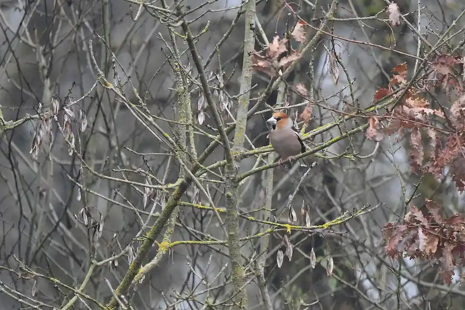 A small bird with a brown head, white beak, and greyish body perches on a bare tree branch covered in lichen and dried…