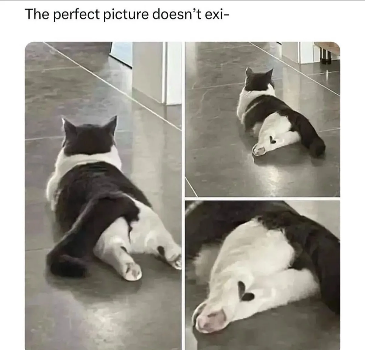A black and white cat is shown in three progressively closer shots lying on a tiled floor, starting from a rear view and…