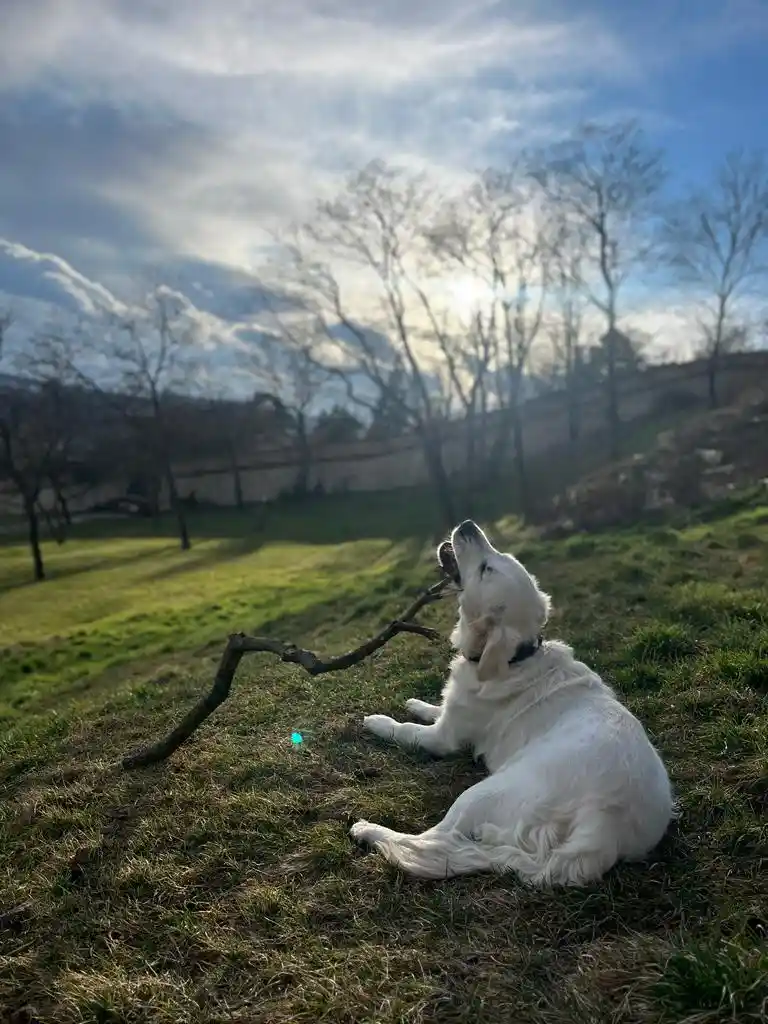 A fluffy white dog sits on grass holding a stick in its mouth, looking upward with an expression that appears to be crying…
