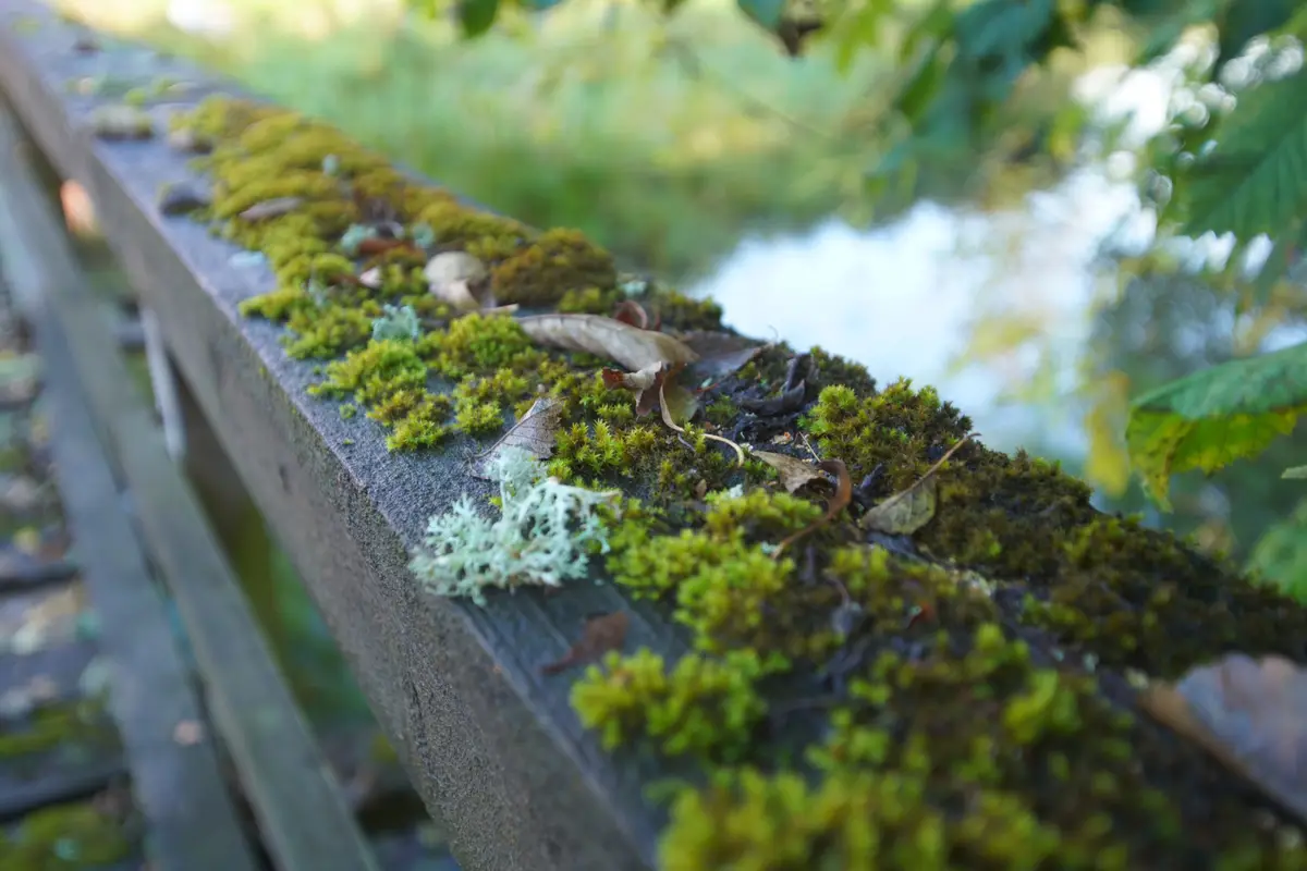 A close-up photo shows a weathered wooden railing heavily covered in vibrant green moss, with scattered dried leaves and…