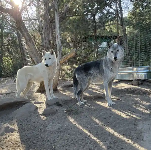 Two wolves stand side by side in an outdoor enclosure with dirt ground, rocks, trees, and a wire fence in the background…