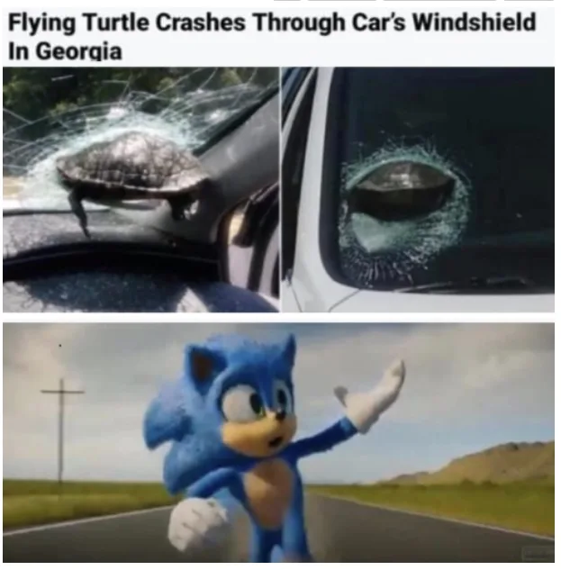 The image shows two photos of a turtle embedded in a car's windshield with cracks radiating outward, followed by a photo of…