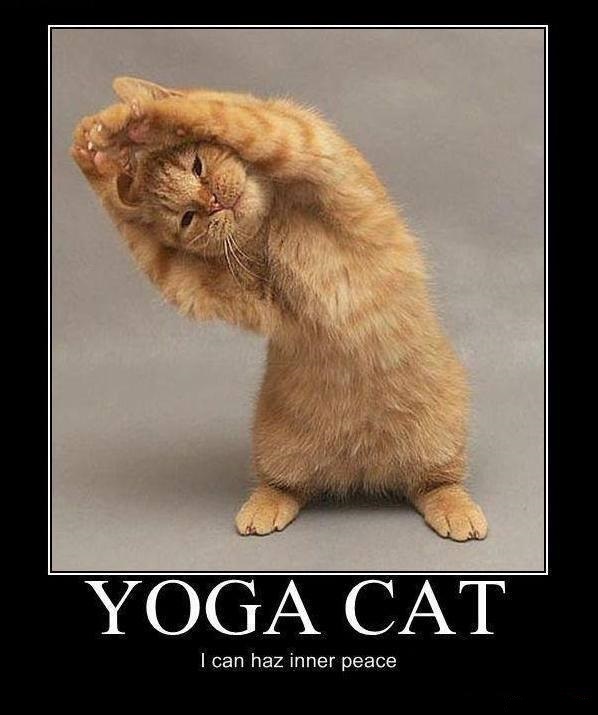 An orange tabby cat stands on its hind legs with its front paws raised above its head in a yoga-like pose against a plain…