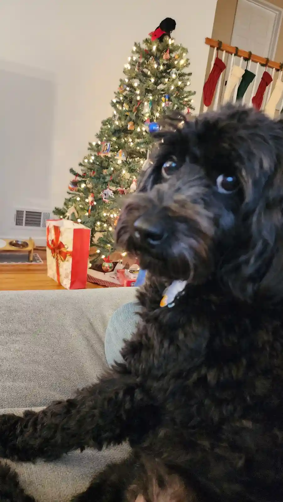 A black, shaggy dog with large, pleading eyes sits on a couch in front of a decorated Christmas tree, looking directly at…