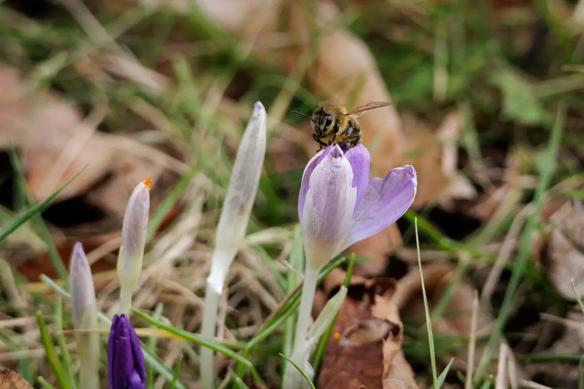 A close-up photo shows a fuzzy bee perched on a light purple crocus flower blooming in early spring amidst green grass and…
