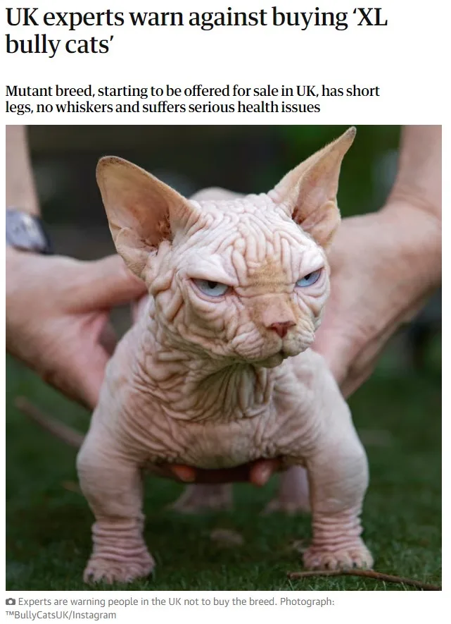 A hairless, wrinkled cat with large ears and blue eyes is being held up by two human hands against a grassy background. The…