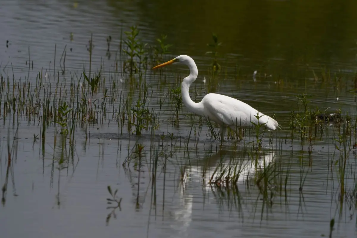 A white egret stands in shallow water among green reeds, its long neck curved and yellow beak pointed forward. The image has…